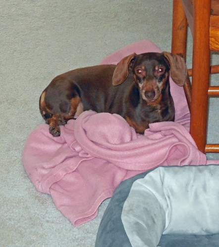Cindy's Suzy Q would rather sleep on her blanket sometimes than in her bed!
