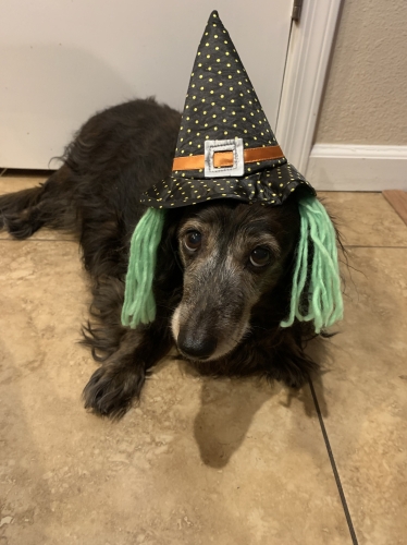 Lily was able to celebrate halloween in style with mom and dad (Courtney and Mike). Conservative tx, acupuncture, laser Tx for the win!  
Keywords: Lily;conservative