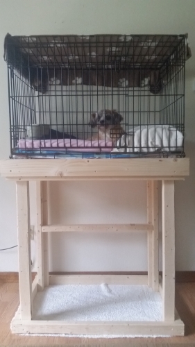Darlene's Paco has a Recovery Penthouse for Mom's sore back 
