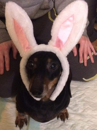DawnG's Maximus loves wearing his bunny ears and waiting for the Easter bunny on one of his favorite holidays. 
