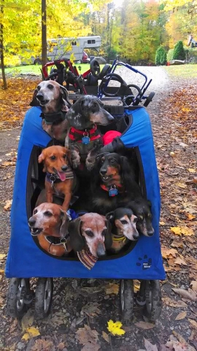 Wilson's 8-pack traveling in style in their stroller.
BOTTOM Row: Daisy, Lance, Scamp & Augusta; MIDDLE Row: Winnie & Meadow; TOP Row: Oscar & Shadow  All 4 of our males have had IVDD.  Lance & Scamp received conservative treatment.  Shadow and Oscar had surgery.
