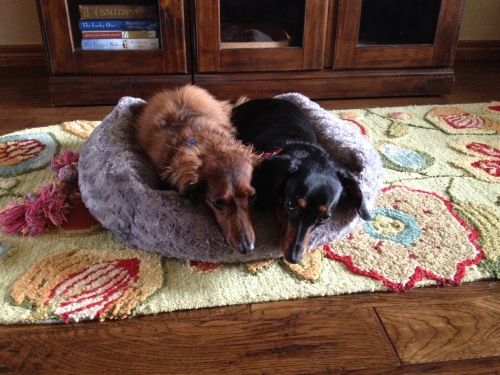 DeborahR's 9 year old Raci enjoying some cuddle time with her best friend Prince, 6.
