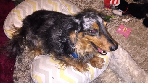 Deborah's Killian is enjoying his post conservative release from the kennel and is making himself comfortable. 
Keywords: Dachshund;graduate