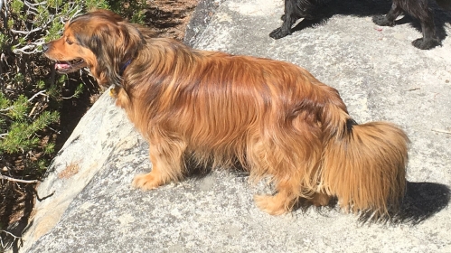 Dee's Buddy enjoys the outdoors at Lake Tahoe, CA.  He is a 5 year old male long haired Dachshund mix.  He had an operation for a compression of the spinal cord in July 2016.  
