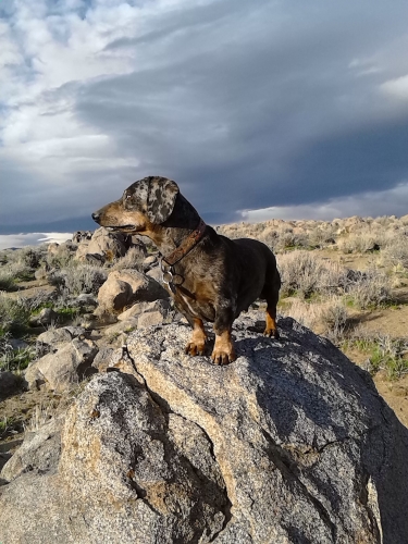 EddieM's Dox: The Hero Stands Thus!  At the end of November Dox started conservative treatment. Hope is high for Dox to again be back in his element hunting for ground squirrels in the desert.
