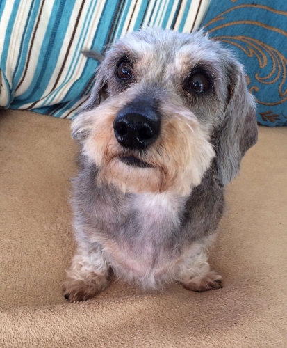 Hi, my name is Holly and I live with my special Mummy, Elaine,  in Scotland, she looks after dachshunds who have sore backs like me. I am 12 years old and hurt my back 2 years ago. I am lucky to have regular hydrotherapy and Physio and that keeps me in check! 
