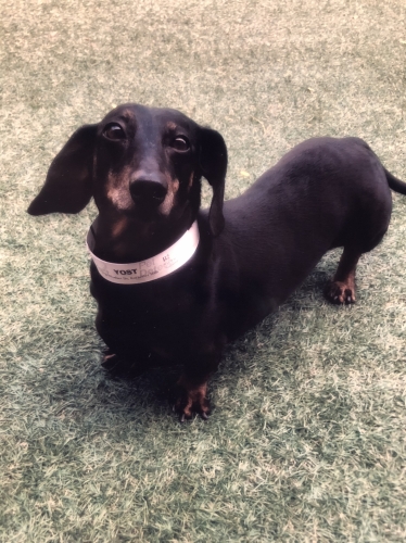 GailW's Yost the Michigan Doxie! Named after famous University of Michigan football coach, Fielding Yost. 
Yost is now 9 years old. He’s our best friend. 

