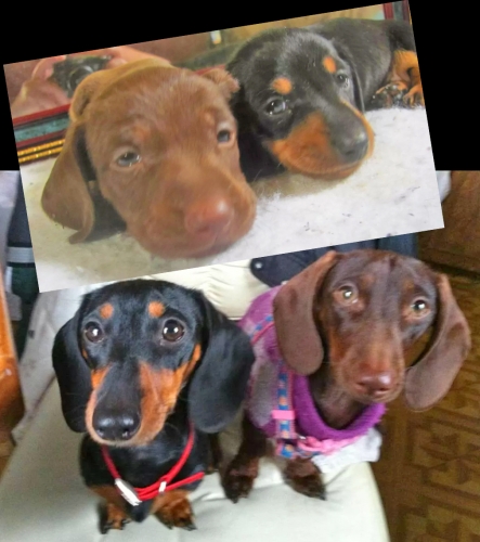 Jeanne's Angel and Miracle:  Only 2 survived a very hard birth. This is why they r named: Angel (black n tan) AND Miracle (chocolate). They were 3 weeks old . Now they are 3 yrs old sitting and waiting for a treat!
