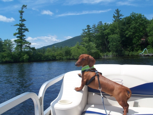 Jeanne's Spart: Loving the boat ride. This was taken a couple years ago before Spart was diagnosed with IVDD. He's since completed 8 weeks of conservative treatment, ramp trained and the house has been modified for back friendliness. 
