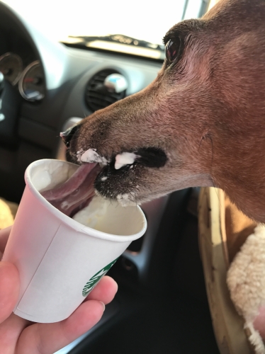 Jen's Louie has a favorite treat. His guilty pleasure is getting a puppuccino from Starbucks 
