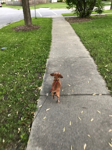 JenW's Louie out for an afternoon stroll
