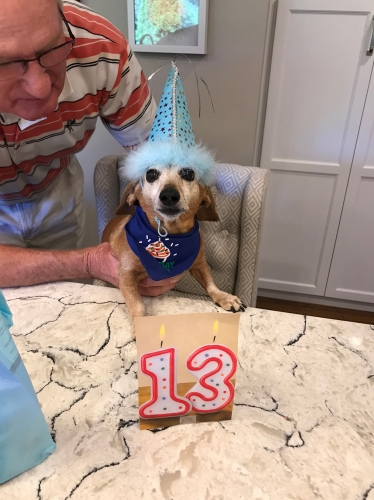 Happy Birthday little man!! Louie turned 13 this summer and is a 2x IVDD survivor. He loves walkies, naps and chasing squirrels. Love him!!
