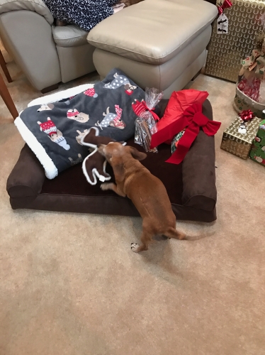 Louie opening his presents on Christmas morning
