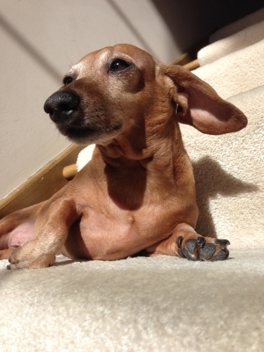 Jen's Louie sunbathing on the stairs and keeping a watch on the neighborhood 
