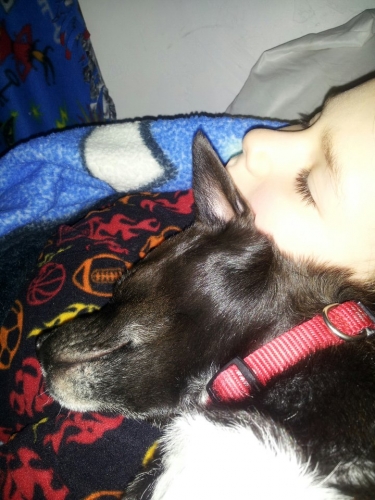 Jen's Caspian favorite way to sleep, and his human Kaiden isn't complaining at all!  Keeping nightmares at bay, a therapy dog's job is never done, even at naptime!

