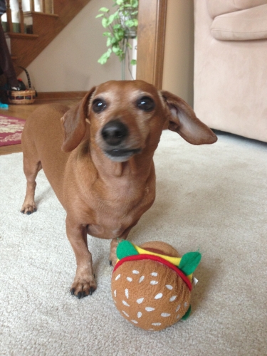 Jen's Louie: Hot dog with a Hamburger
