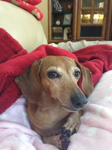 Jen's Louie: Doctor Louie says:  A Doxie a day keeps the doctor away
