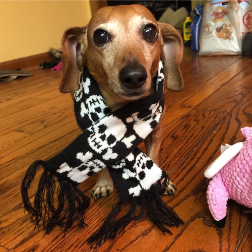 Jen's Louie: Its a bit chilly out, but Louie is fashionably warm in his new scarf. 
