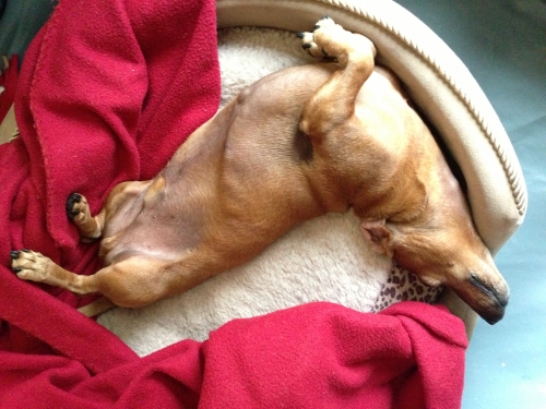 Jen's Louie sometimes  has the most awkward sleeping positions
