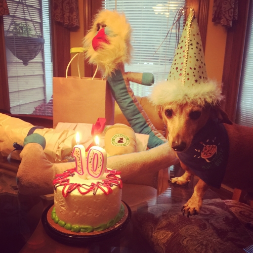 Jen's Louie: 10th Birthday! Louie is a 2x IVDD survvior and turned the big 1-0 this year. 

