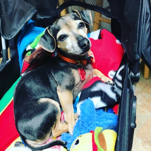 JenifferS' Chai relaxing in his stroller after a vet visit.  He is basking in the glory of her words.  She said if he keeps progressing as well as he has been, he will heal nicely from surgery and not have to be a wheelie.  <3 <3  
