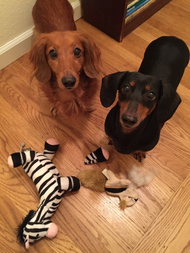 Jessica McDowell's Rusty and Rita. Really mom, we don't know how these toys got torn up!

