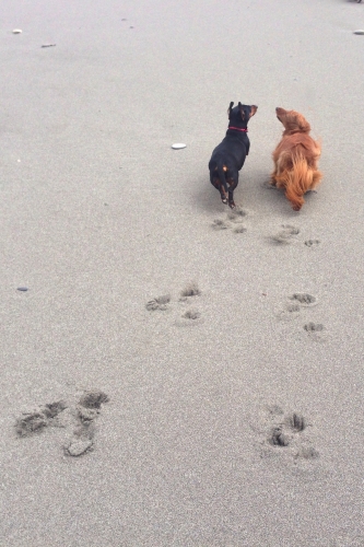 Jessica McDowell's Rita and Rusty Happily Running on the Beach
