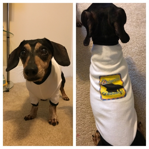 Jill's Reese is 8 weeks post op. We just had his recheck at the Neuro office and they are thrilled with his progress from down on all  four leg to now walking!  Reese has graduated and is proudly sports his new shirt.
