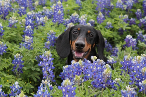 JoAnne's Max in the Texas Bluebonnets, Innis, TX (May, 2014)
