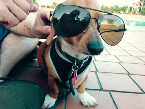 Kay's Timmy back after a post op rest in January 2017. Now he's been enjoys the summer from behind his stylish shades. 
