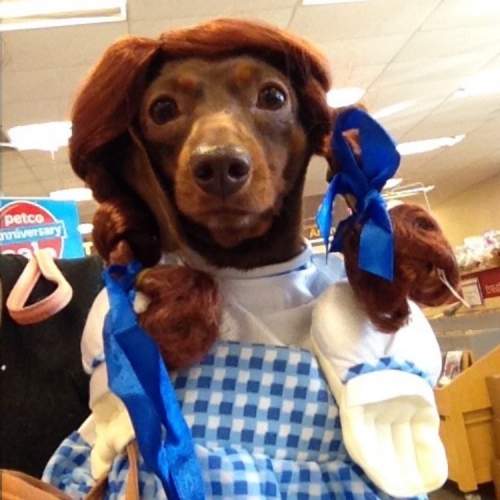 Kelyl's Lucy won 2nd place at the PETCO costume contest for her Dorothy costume

