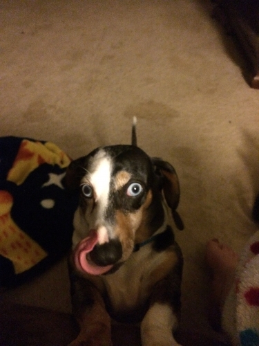 Kerri's Rascal and that silly tongue
