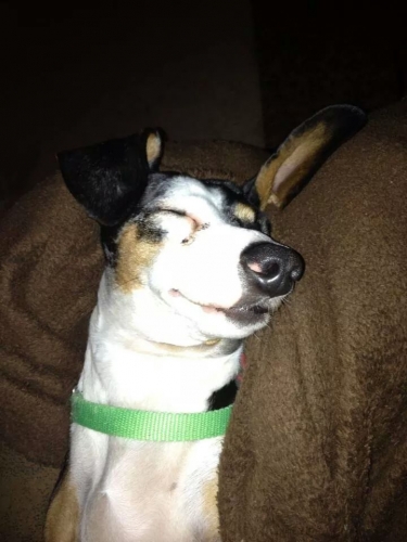 Kerri's Rascal smiling in his sleep. Sweet Dreams 
