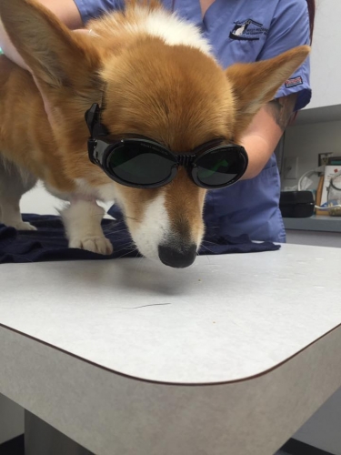 Kimberly's Nevaeh thinks Laser thereapy is so cool...she got to wear shades. After being diagnosed with IVDD our vet recommended a laser therapy.  Nevaeh loved it.
Keywords: laser doggles