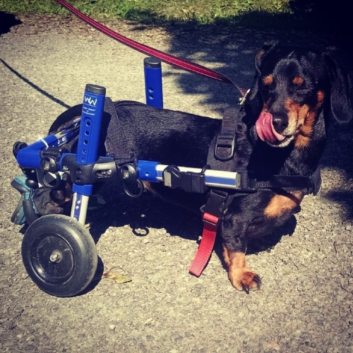 Krysten's Oscar is a 4 year old dachshund who was diagnosed with IVDD in 2014. He became paralyzed in his hind legs. After crate rest, meds, laser and physical therapy he is doing amazing now! He uses a cart to play with his brother and sister but that doesn't slow him down. He is full of life and has many happy years ahead of him.
