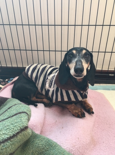 Lakota's Storm in South Africa is a 10 year old rescue Doxie looking for his forever home with The Dachshund Haven. He went down 3 weeks ago, and has been diagnosed with level 2 IVDD. No surgery needed yet, just plenty of crate rest.  Crate Resting in Style
