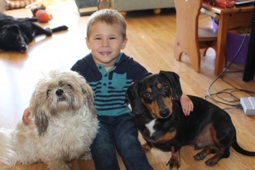 LeighB's two pups and a toddler. Both Hydie (Shih Tzu) and Bean (Dachshund) have IVDD, Hydie took medication and rested in 2011, while with Bean we went the surgical route last summer (2017)
Keywords: Bean;Hydie;Nephew;shih tzu;dachshund