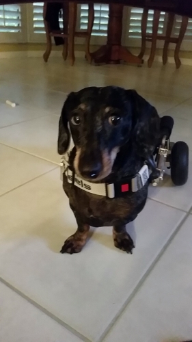 Lisa's Destiny has wheels will travel. She went down with IVDD and had surgery in November. Unfortunately she is still paralyzed but that doesn't stop her - she loves her Eddie's Wheels & is quite the speed demon in it.  Can't resist this face!
