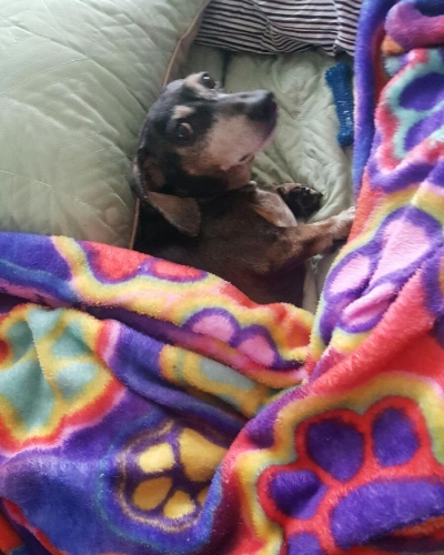 LoriN's Jasper snuggles up to his blankey, 2 days post surgery
