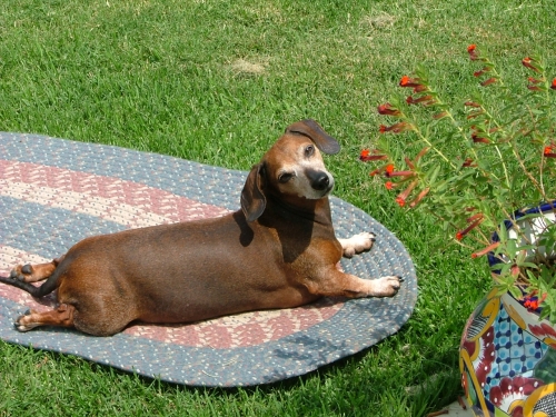 Lynette's 10 y.o. Sadie loves to sunbathe. After two herniated disks, Sadie beat pancreatitis, and two kidney infections. We enjoy every one of her healthy days as a blessing. Dodgerslist was a big part of her process in healing.    So thankful I found the web site.
