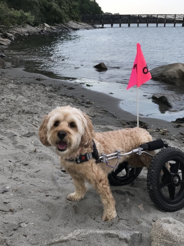 MandyW's Maisy loves taking her wheels to the beach and exploring the sand, people and water. 
