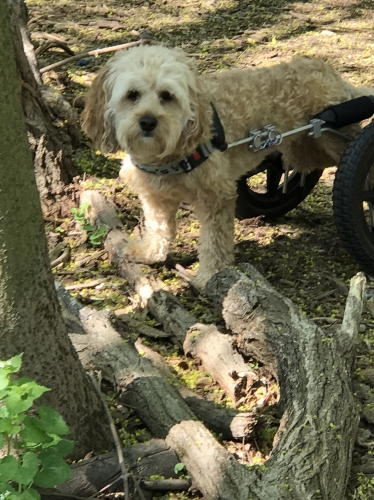 Mandy's Maisy can go anywhere. Here she is hiking in the woods enjoying the beautiful weather.
