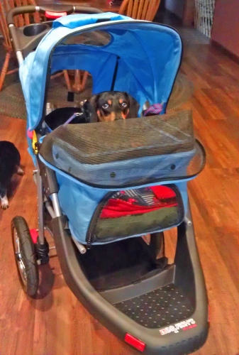 Marianne's Scootie in his stroller, during his crate confinement.  He went down twice last year.  Happy to say, he is up and running again.
