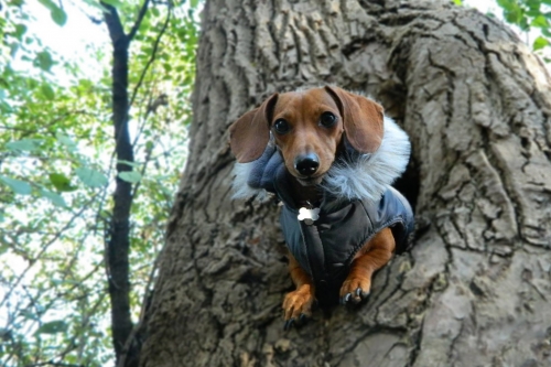 Marie-Ève’s Winnie: Where are all the squirrels?
