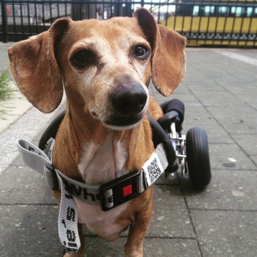 Marissa's Pandora known as @inspirationaldachshund zooms through life post surgery and inspires many on Instagram with her big life on two wheels! She's 11 years old and full of zest! She is 8 weeks post op and because of Dodgerslist and vets with knowledge of IVDD I had choices and support. Couldn't have handled without you. 
Keywords: Pandora