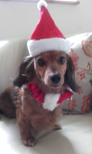 MaryK's Mila Christmas Cheer: Ho ho ho! Just leave the treats, ya filthy animal!! 
