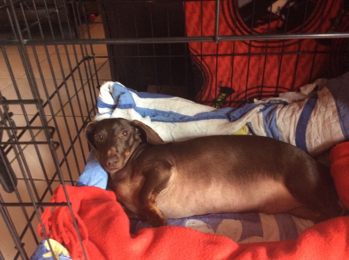 MaryM's Oscar starting his 3rd week of crate rest
