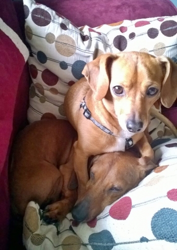 Maryanne's Dingo, the Chiweenie, is very intrusive! I like sitting on my girlfriend, Tobi, and anyone else.  
