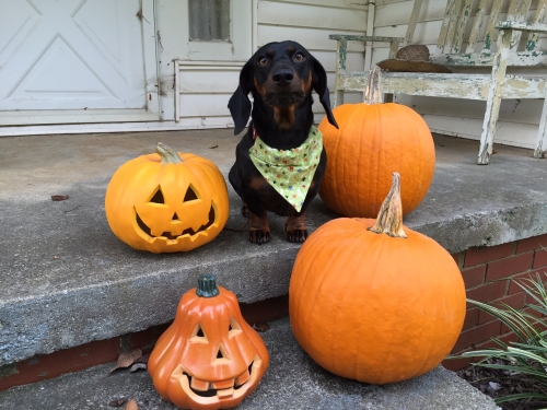MelP's Hunley says: "Happy Halloweenie."  
