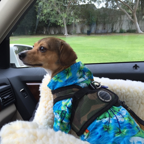 Meredith's Parker is a Beverly Hillls Chiweenie. IVDD is not slowing down Parker - here he is cruising through Beverly Hills to rehab at California Animal Rehabilitation in Los Angeles (CARE) in his best threads.
